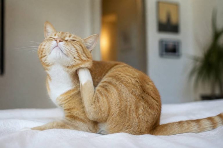 Allergies for cats : symptômes, causes et traitements chez le chat