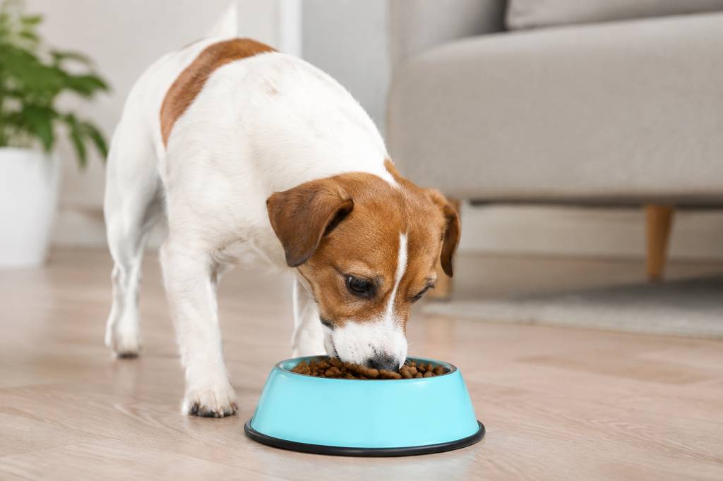 Croquettes pour petit chien stérilisé : critères de choix et conseils alimentaires