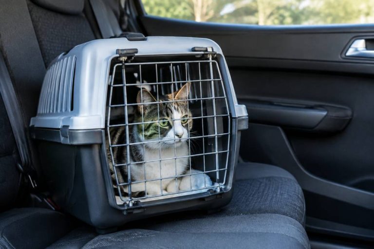 Comment transporter un chat en voiture avec une caisse adaptée et sans stress