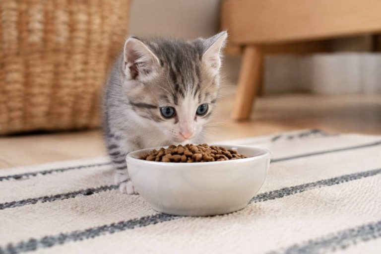 Comment nourrir un chaton de 2 mois selon ses besoins et son rythme